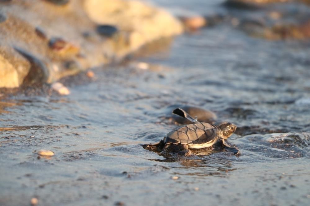 Yaklaşık 500 bin yavru kaplumbağa denizle buluştu
