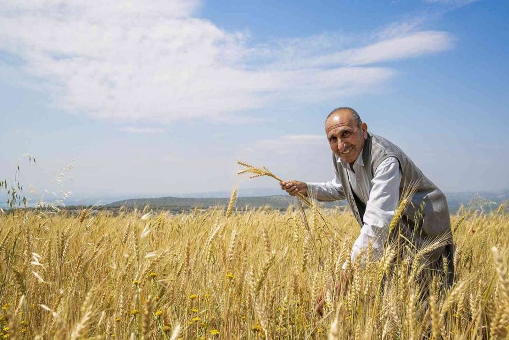 Mersin’de üreticilere kuraklığa dayanıklı buğday tohumu dağıtıldı
