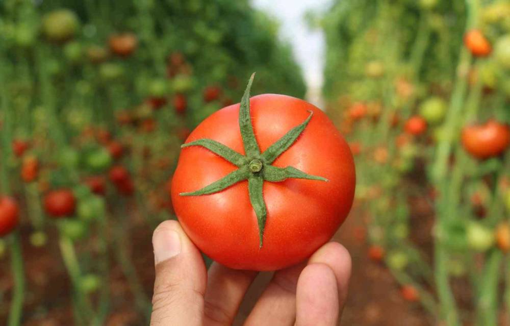 Örtü altında domates hasadı başladı: İlk ürünler dünya kupası maçı oynanan Katar’a
