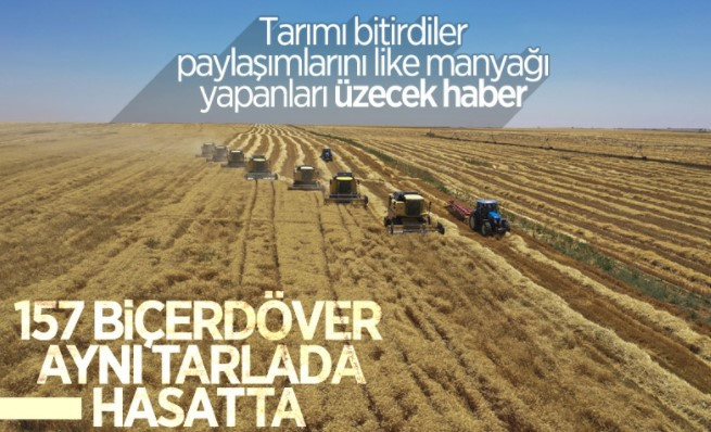 Türkiyenin en büyük işletmesinde yerli tohumluk buğdayın hasadı