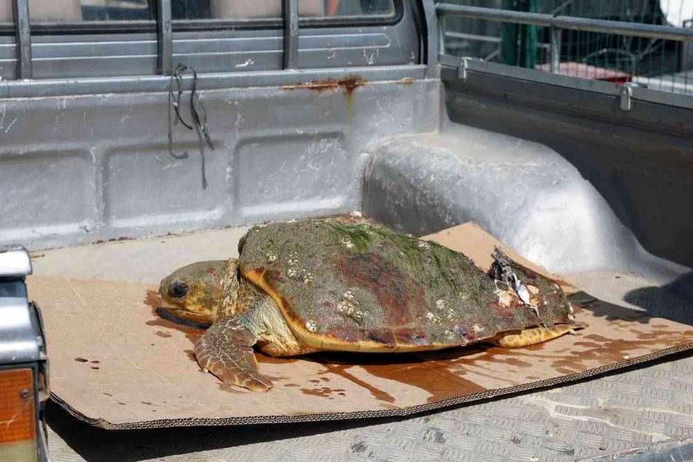 Temizlik işçisi, kabuğu kırılan yaralı deniz kaplumbağasını ölümden kurtardı
