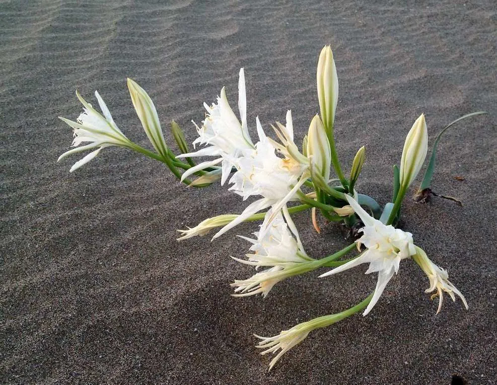 Akdeniz’in Simgesi Kum Zambakları Koruma Altında