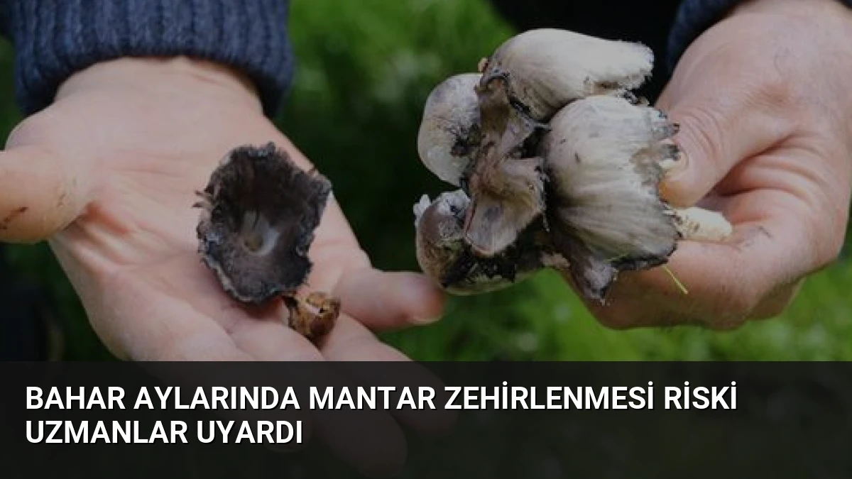 Bahar Aylarında Mantar Zehirlenmesi Riski Uzmanlar Uyardı