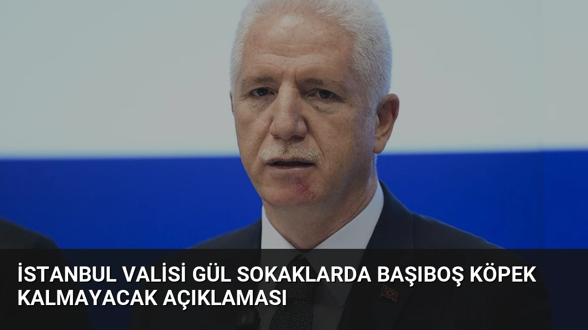 İstanbul Valisi Gül Sokaklarda Başıboş Köpek Kalmayacak Açıklaması