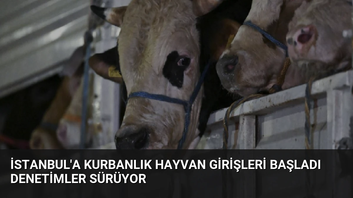 İstanbul’a Kurbanlık Hayvan Girişleri Başladı Denetimler Sürüyor