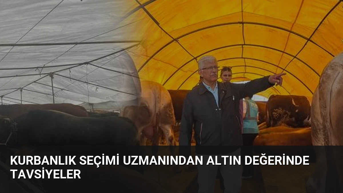 Kurbanlık Seçimi Uzmanından Altın Değerinde Tavsiyeler