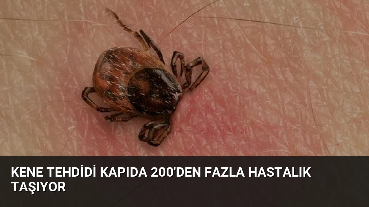 Kene Tehdidi Kapıda 200’den Fazla Hastalık Taşıyor