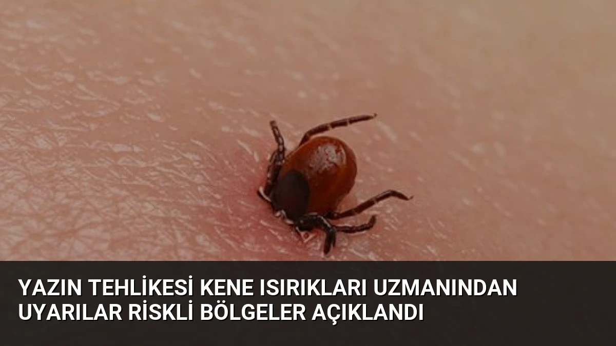Yazın Tehlikesi Kene Isırıkları Uzmanından Uyarılar Riskli Bölgeler Açıklandı