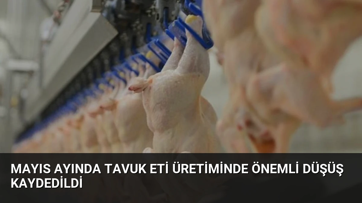 Mayıs Ayında Tavuk Eti Üretiminde Önemli Düşüş Kaydedildi