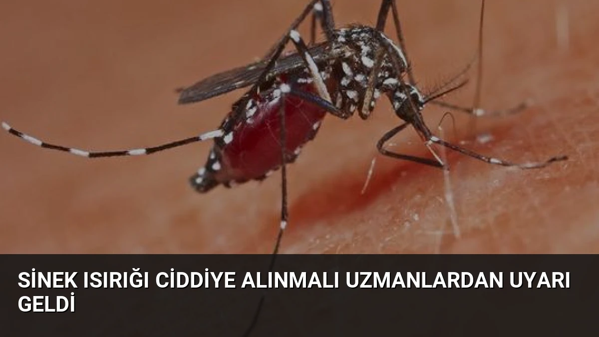 Sinek Isırığı Ciddiye Alınmalı Uzmanlardan Uyarı Geldi