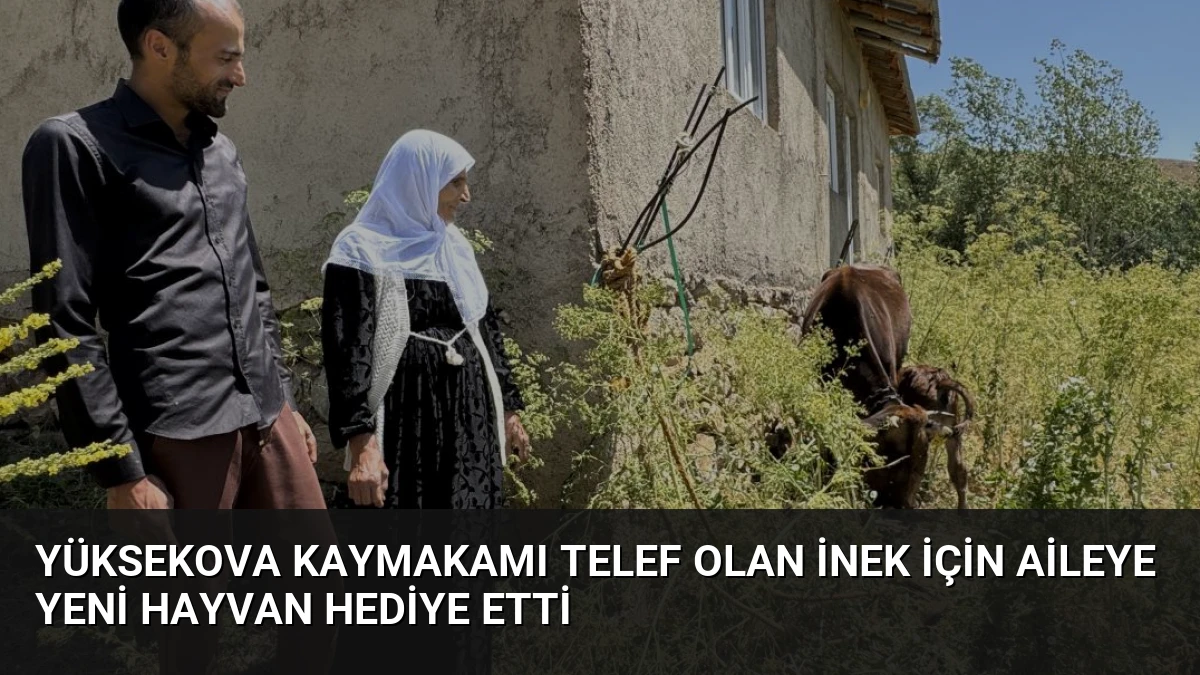 Yüksekova Kaymakamı Telef Olan İnek İçin Aileye Yeni Hayvan Hediye Etti