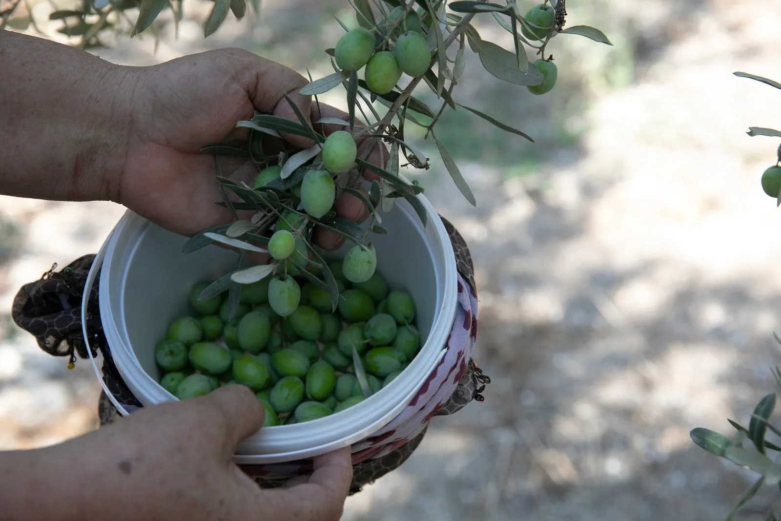 Mersin Büyükşehir Zeytin Fidanları Ürün Verdi Karaisalıda Hasat Sevinci Yaşandı