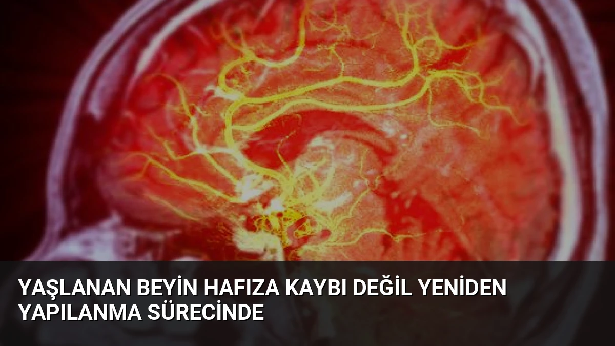 Yaşlanan Beyin Hafıza Kaybı Değil Yeniden Yapılanma Sürecinde