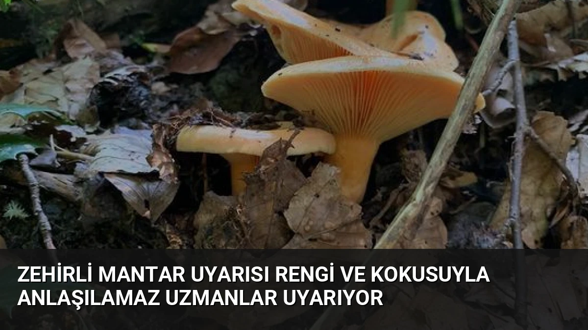 Zehirli Mantar Uyarısı Rengi ve Kokusuyla Anlaşılamaz Uzmanlar Uyarıyor
